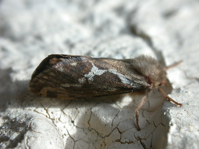 Hepialus (= Pharmacis) lupulinus